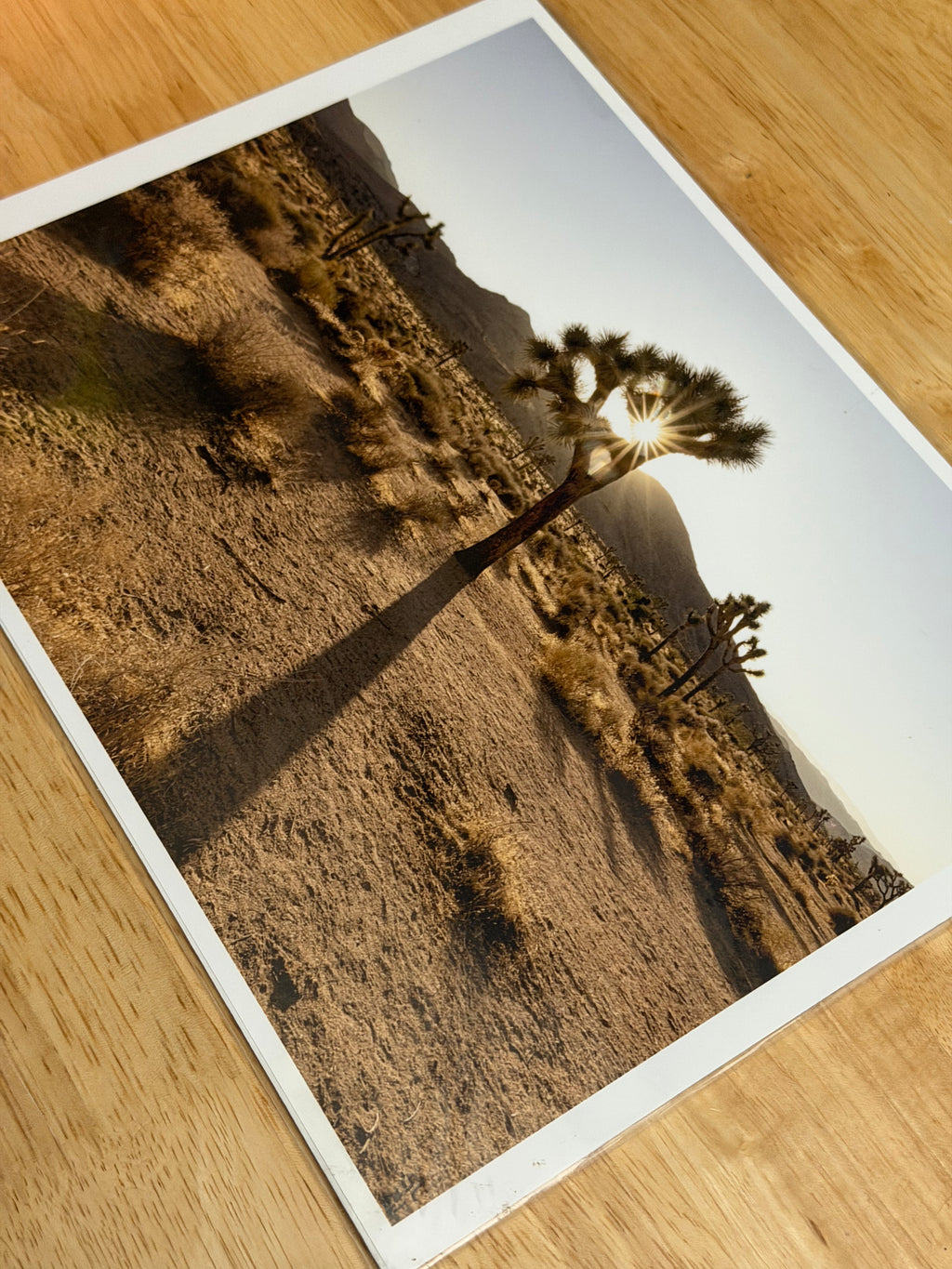 FREE + SHIPPING: JOSHUA TREE NATIONAL PARK 08”x 10” PRINT