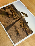 FREE + SHIPPING: JOSHUA TREE NATIONAL PARK 08”x 10” PRINT